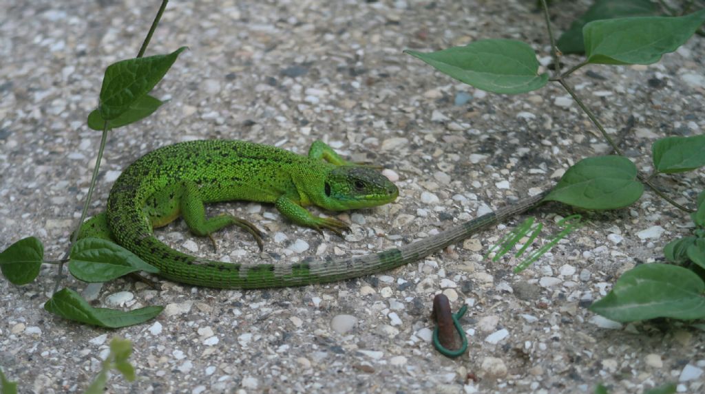 Aiuto identificazione:  Ramarro occidentale (Lacerta bilineata).